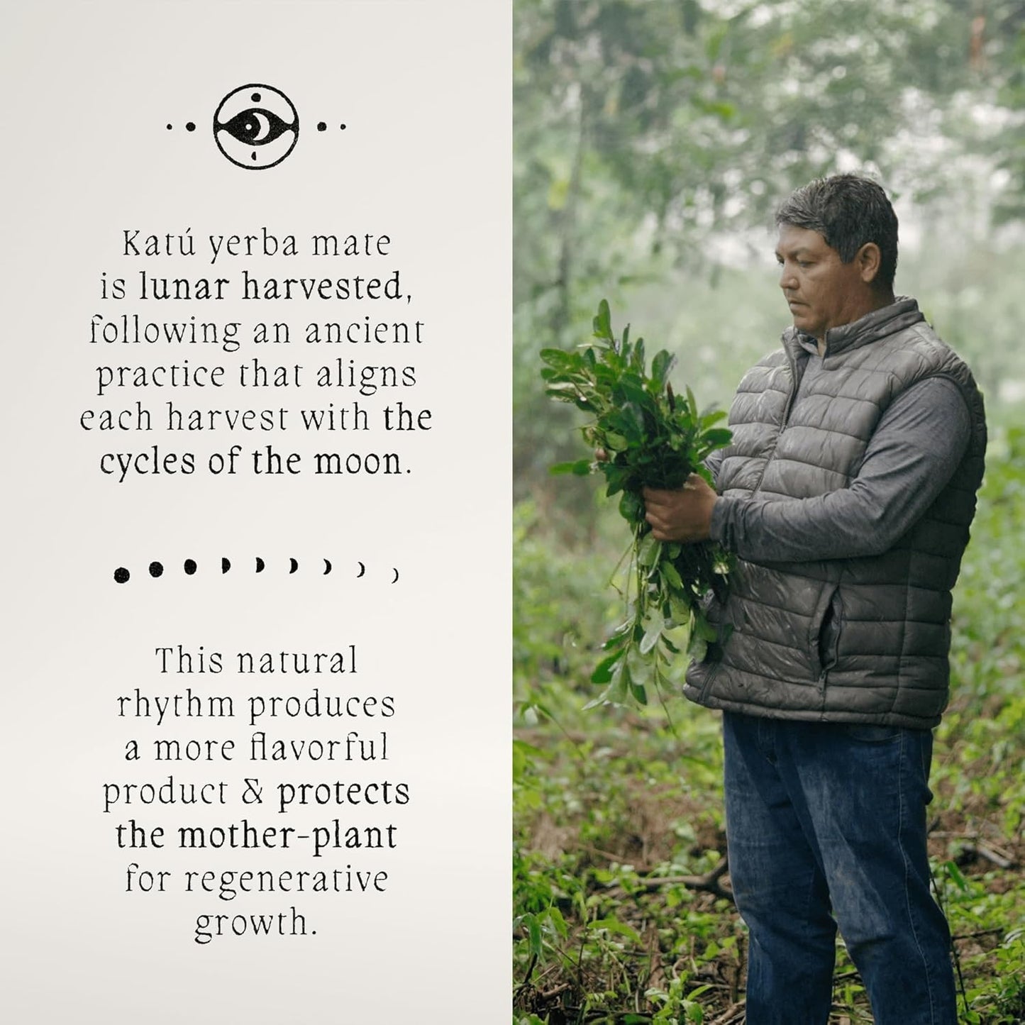 Katú Kojoi Tea Bags - Premium USDA Organic Yerba Mate Tea, Slow Roasted, Unsmoked, Air Dried, Loose-Leaf, Aged, Natural Energy - 15 Count