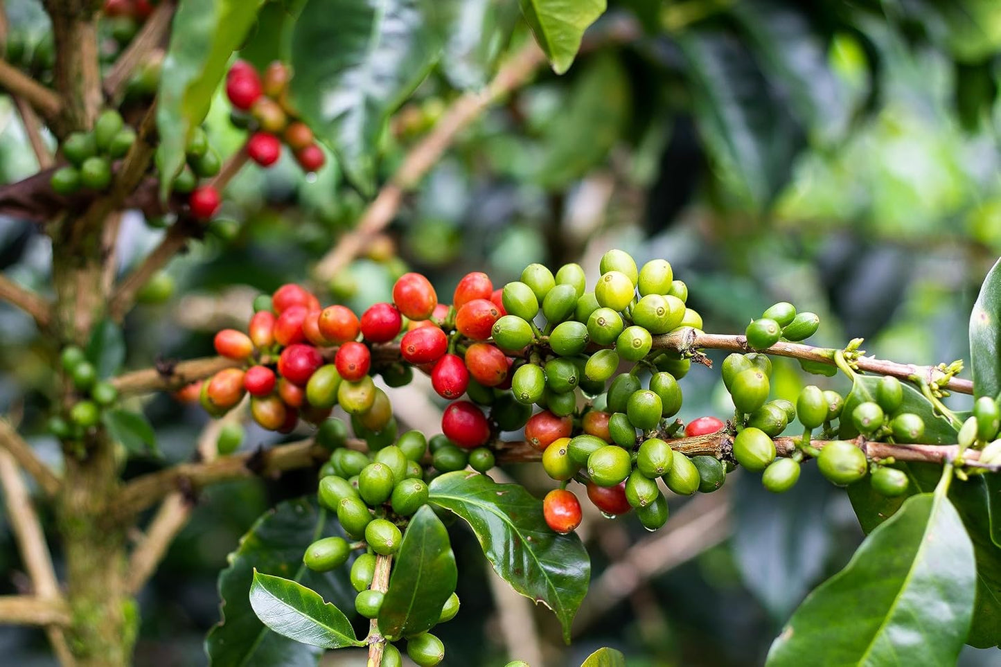 Colombian Specialty Pink Bourbon Coffee Whole Bean Medium Roast Arabica Gourmet Fresh Roasted Single Origin Premium Low Acid Exotic Notes Rich Aroma Smooth Flavor High Altitude Gift Ready 8.8oz 250g