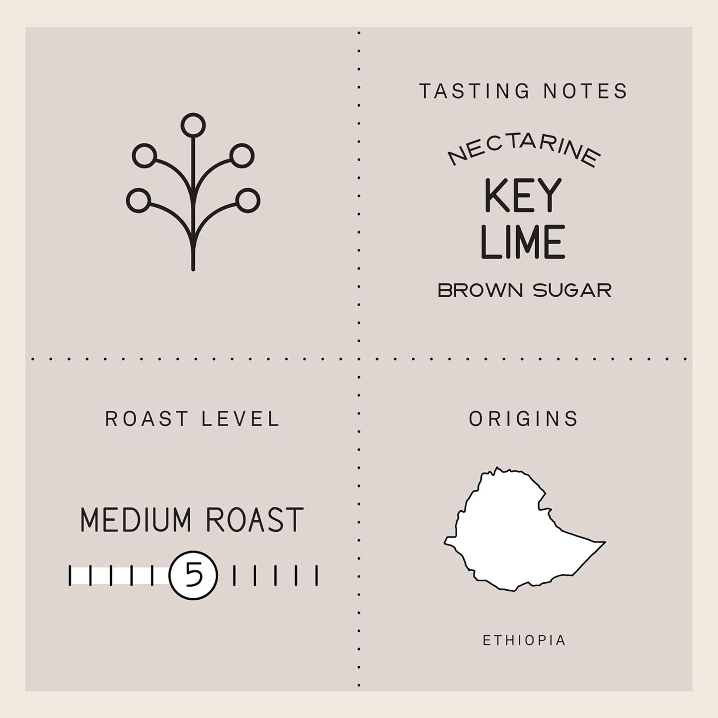 Verve Whole Bean Coffee | Aster Blend | Medium Roast Coffee Beans, Brewed or Espresso | Ethiopian Blend, Resealable Pouch | Hot or Cold Brew | Nectarine, Key Lime & Brown Sugar Notes | 12oz Bag