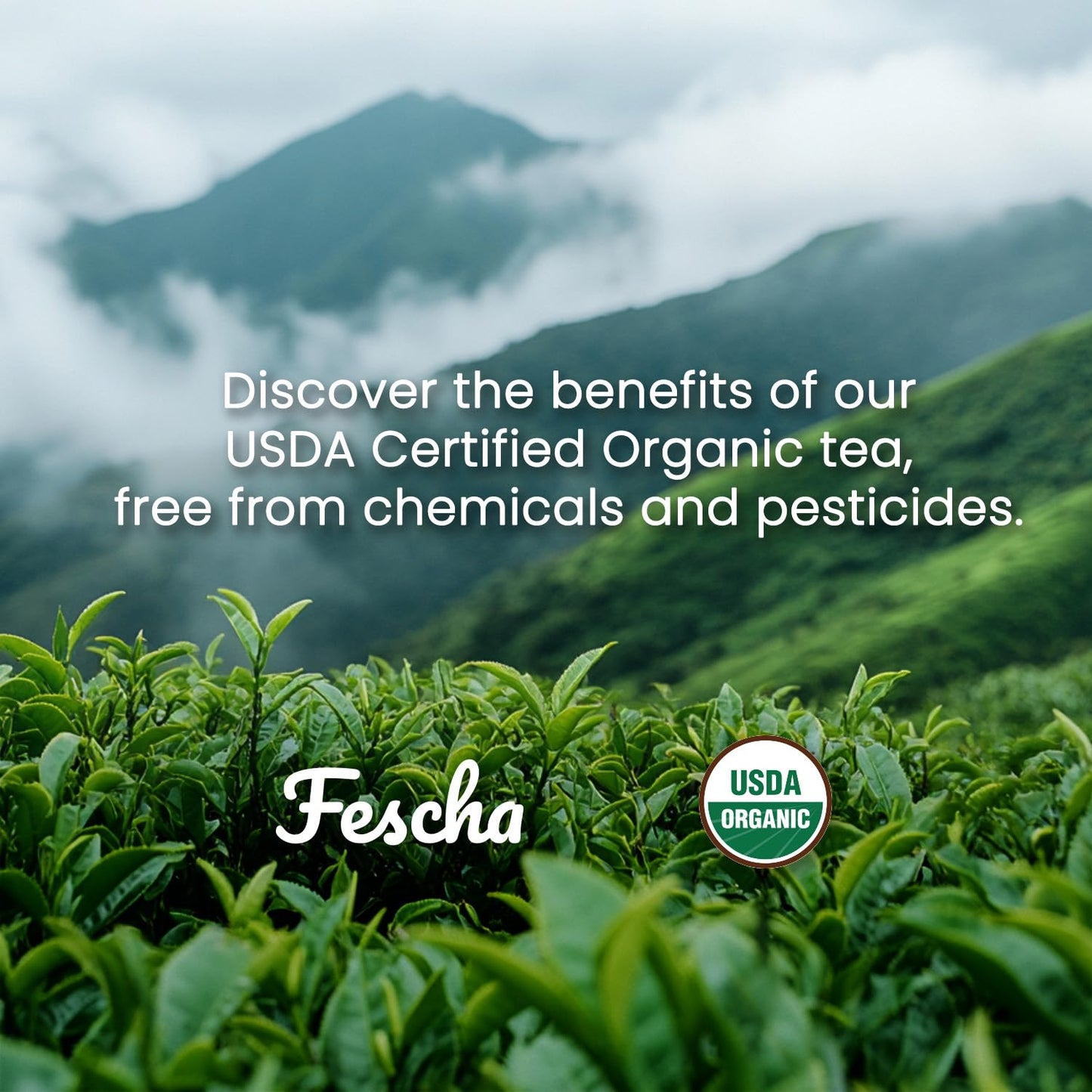 Fescha Organic Decaf Jasmine Green Tea Bags Flower-scented Tea (100-count), Eco-Conscious Tea Bags, Packed by Resealable Kraft Bag