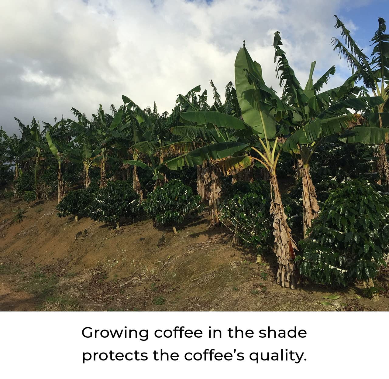 Julian Coffee - Whole Bean, Specialty Grade Single Origin Arabica Coffee From Puerto Rico. Low Acid. 12oz.