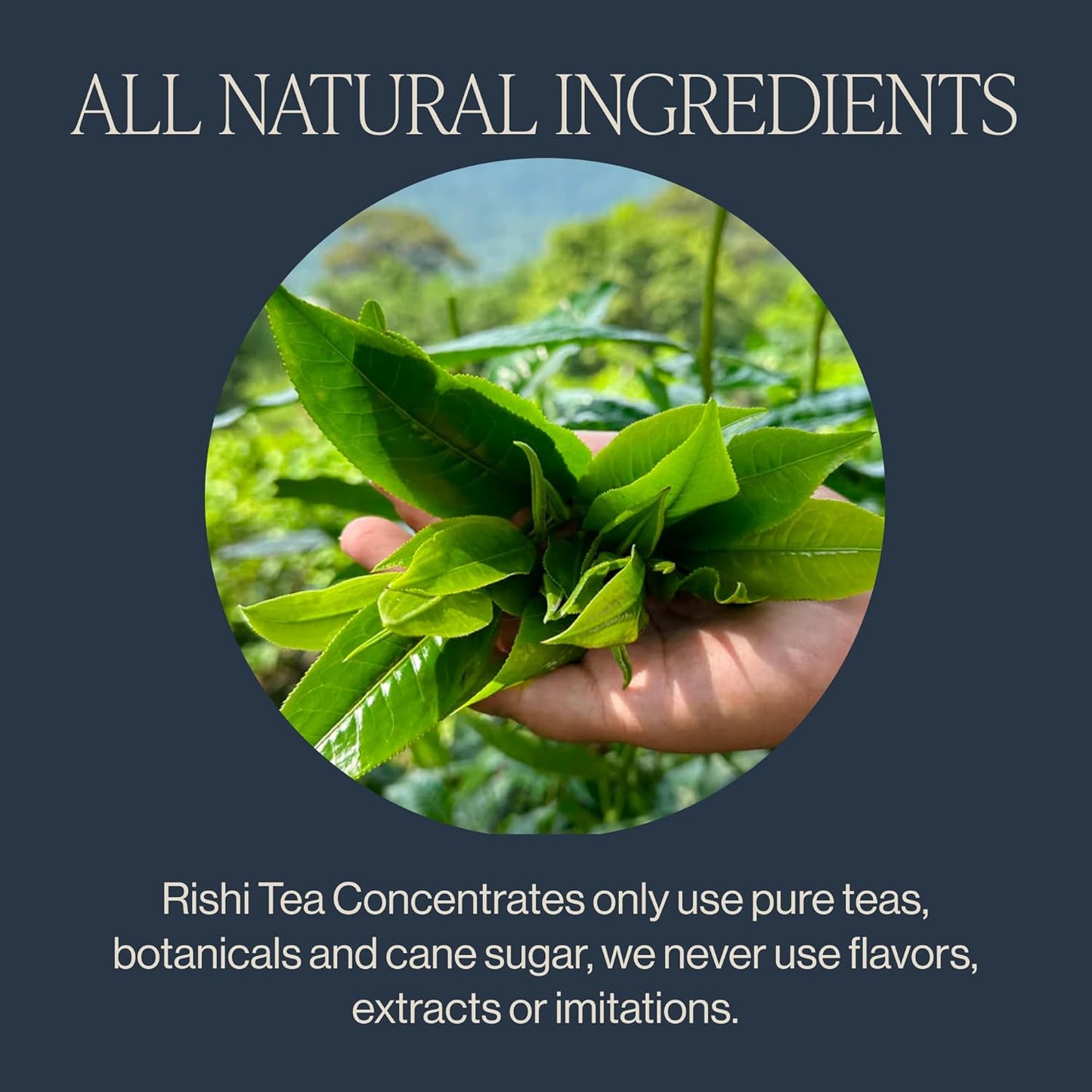 Rishi Tea Latte Concentrate Beverage Variety Pack - Organic, Black and Caffeine-Free Chai Latte & London Fog Latte Sampler, Easy-to-Serve Hot or Iced - 32 fl oz Carton, 8 Servings (Pack of 3)