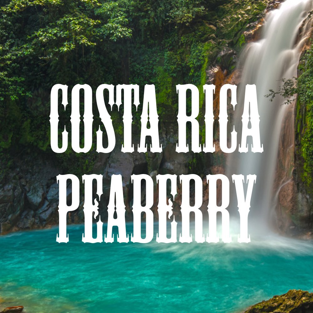 Costa Rica Peaberry Coffee, Ground, Medium Roast, Fresh Roasted, 16-ounce