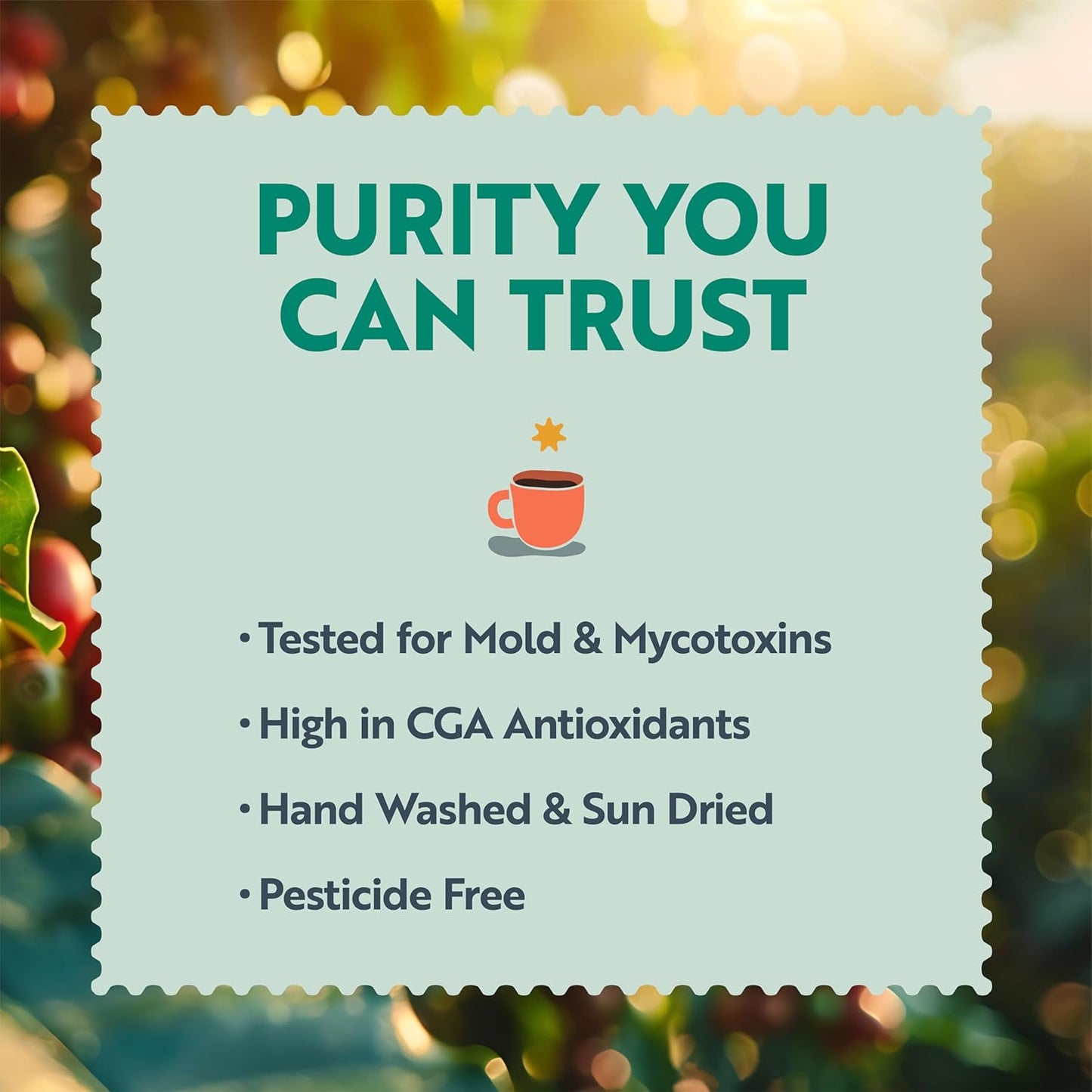 Clean Coffee Co. - Low Acid Dark Roast, Tested for Molds and Toxins, Honduras Blend, Notes of Caramel, Dark Chocolate, and Toasted Malts (Whole Bean, 12 oz Bag)