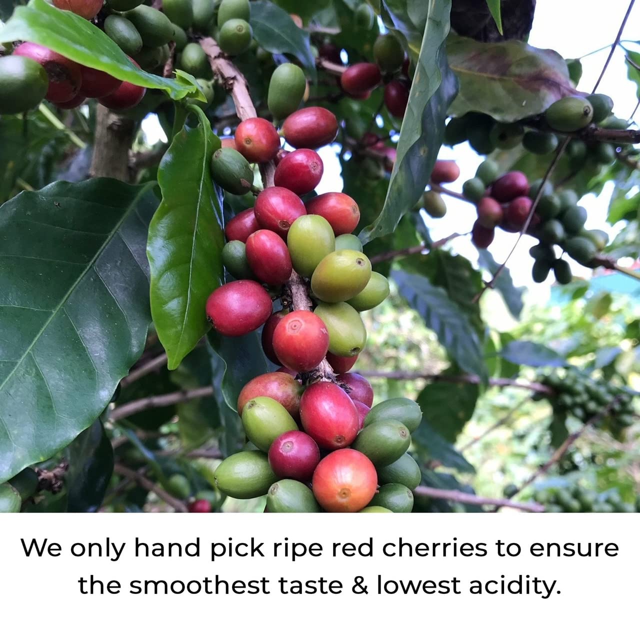 Kilo Coffee - 1 Kilogram Adaptogenic Mushroom Coffee. Whole Fruiting Body: Lions Mane, Chaga, Reishi, Cordyceps. Single Origin from Puerto Rico, Low Acid. 2.2lbs