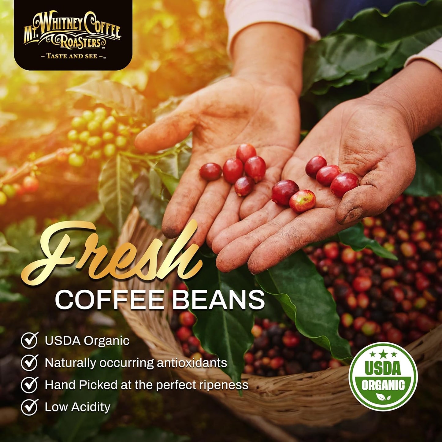 Mt. Whitney Base Camp Blend Coffee Beans - Medium Dark Roast Coffee, Low Acid Coffee - Ground Coffee, 12 oz (Pack of 1)