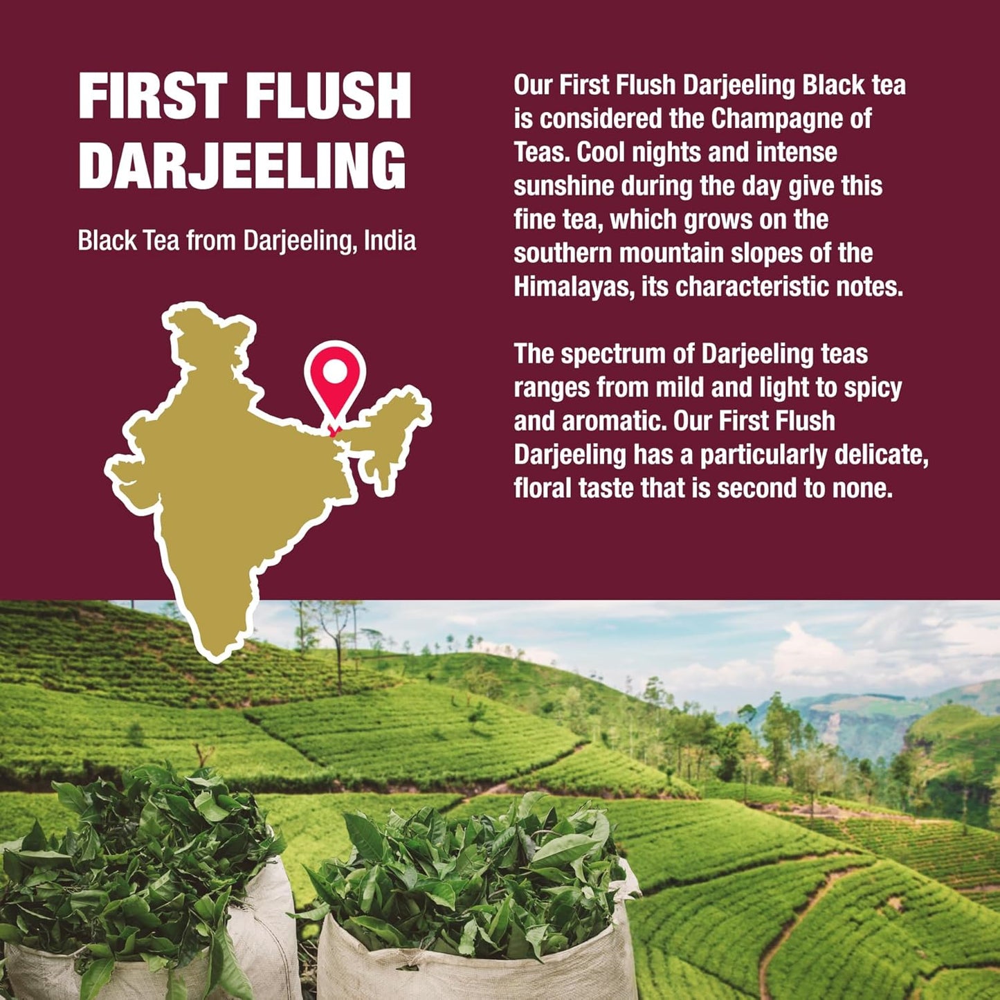 Tiesta Tea - First Flush Darjeeling Black Tea, Loose Leaf, Single Origin Premium Black Tea from India, Pure High-Caffeinated Blend, Makes Hot or Iced & Up to 50 Cups, 4oz Refillable Tin