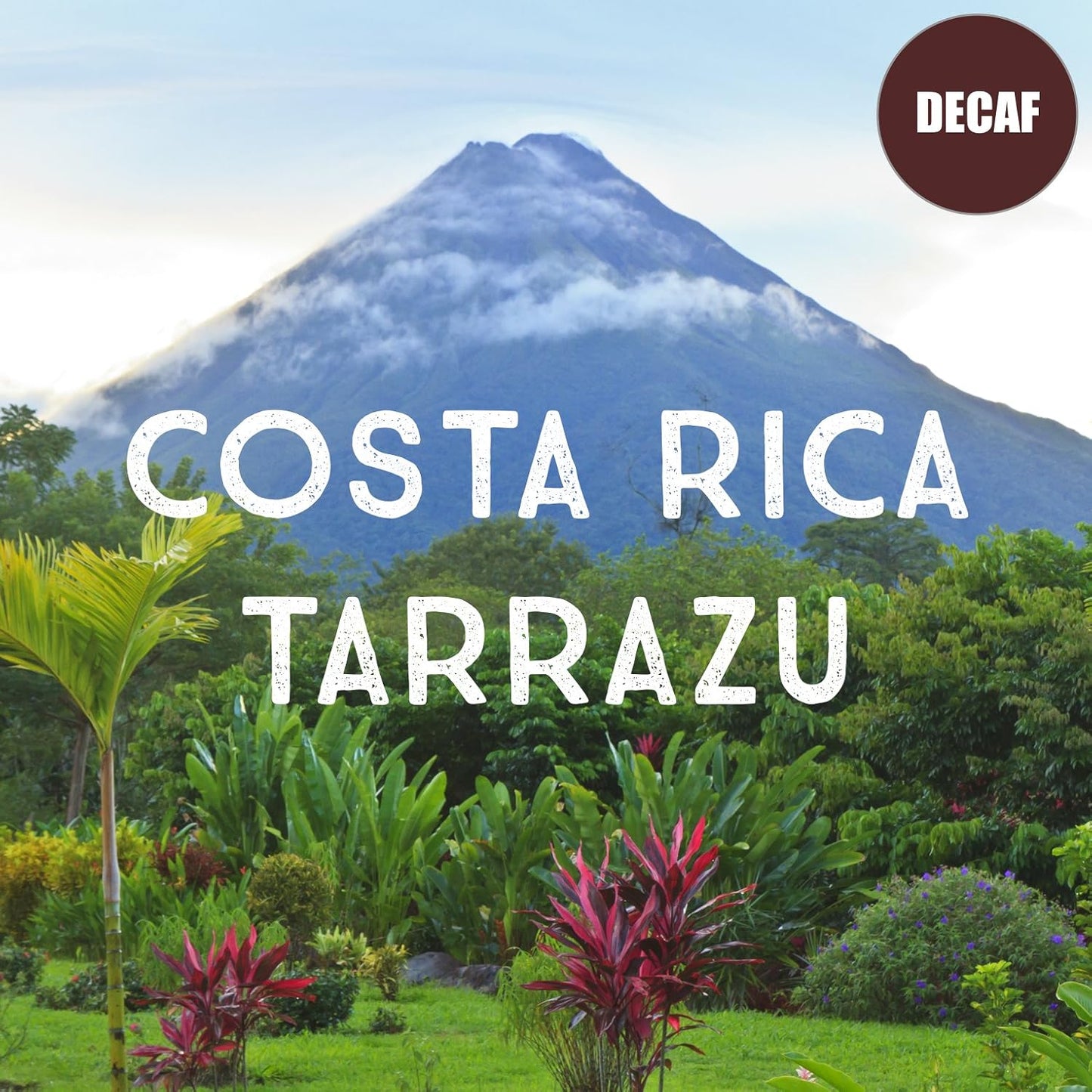 Costa Rica Decaf Tarrazu Coffee, Whole Bean, Swiss Water Processed, Rainforest Certified, Fresh Roasted, Kosher, 16-ounce