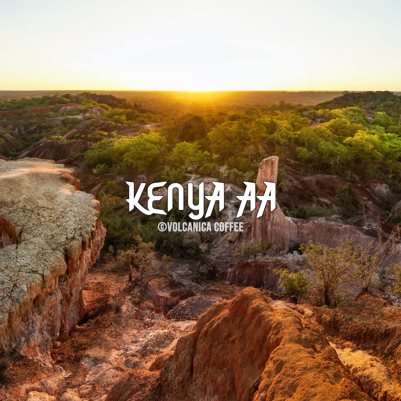 Kenya AA Coffee Beans, 100% Pure, Ground, Fresh Roasted, 5 lbs