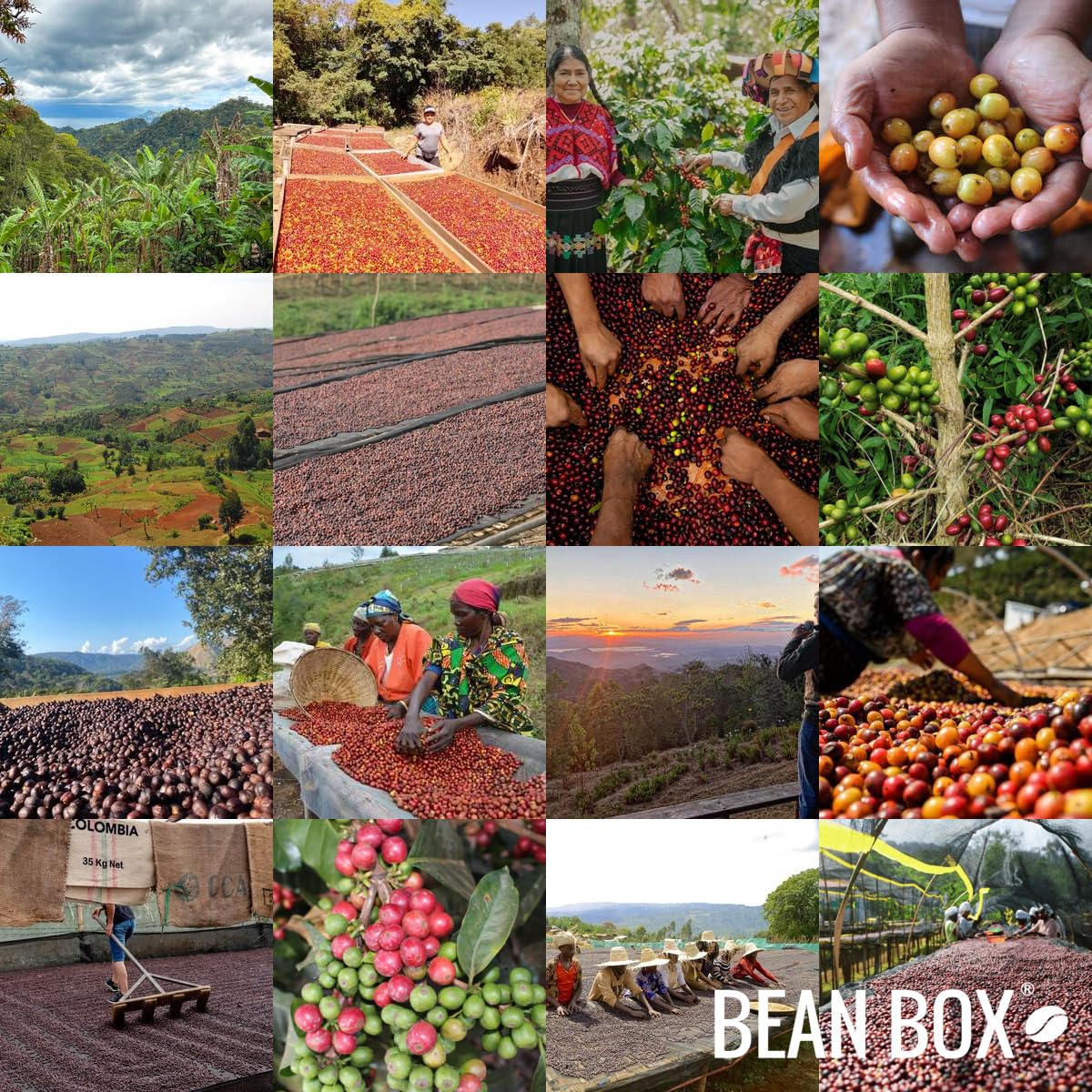 Blue Orchid - Roasted by Huckleberry Roasters - Whole Bean Coffee - 12 Ounce Bag